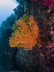 Orange color gorgonian (Euplexaura crassa) on the rock wall. Owase, Japan