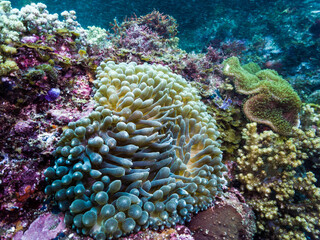 Bubble-tip anemone (Entacmaea quadricolor) Owase, Japan