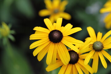 ルドベキアの黄色い花