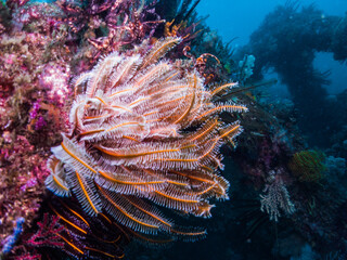 Feather star (Oxycomanthus japonicus) on the fish reef. Blue background. Owase, Japan. 