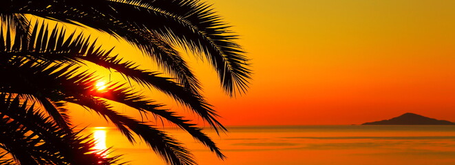 Palm tree on sunset