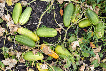 Mature cucumbers lie in the garden, autumn harvest. Countryside.