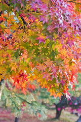 The maple is colored in beautiful red and yellow.