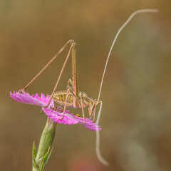 un saltamontes de largas antenas posado en una flor rosa