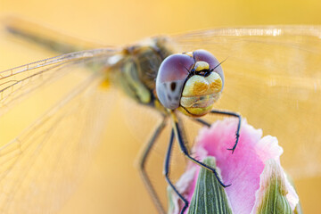 primer plano de una libelula amarilla de ojos rojos, encima una flor rosa