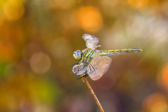 una libelula amarilla en una flor seca con un fondo de flares muy brillantes