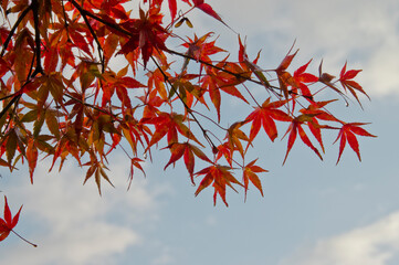 The maple is colored in beautiful red and yellow.