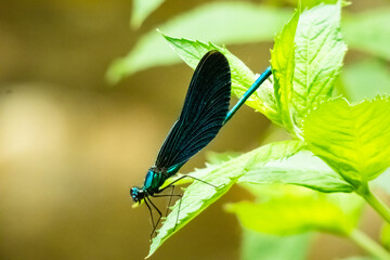 blue dragonfly on a green leaf