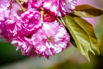 Fototapeta na wymiar Japanese cherry blossoms on a green natural background 