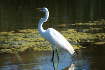 Lone Great Egret