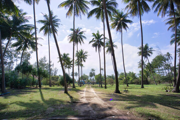 Fototapeta na wymiar Palm trees with road in the middle