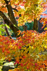 The maple is colored in beautiful red and yellow.