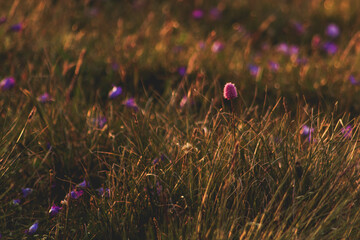 purple flowers in the grass