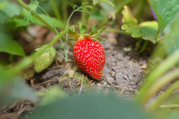 crop of sweet fresh open red strawberries growing outside in the soil. harvest