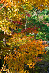 The maple is colored in beautiful red and yellow.