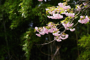日本の桜の花と竹