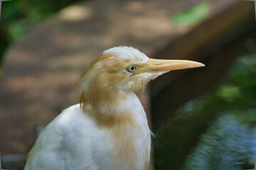Close up portrait of white egrets