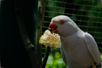 White parakeet eating corn