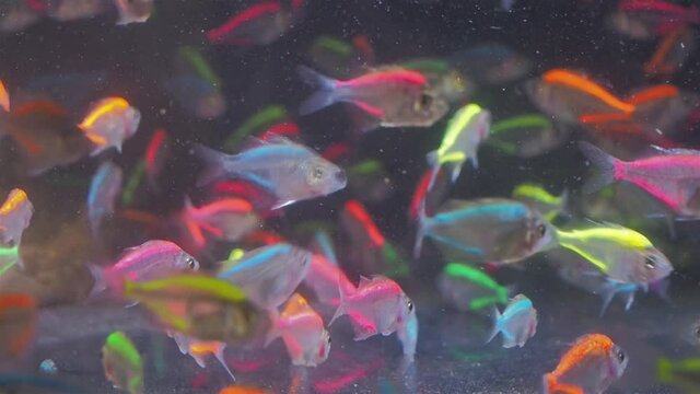 Vdo. view of many Rainbow fish (Melanotaeniidae) diving and feeding in aquarium glass fish tank.