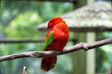 Red lory bird sitting on the branch