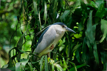 Blue kingfisher bird standing at the branch