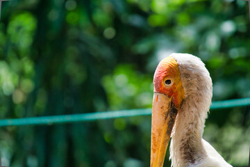Close up of a stork