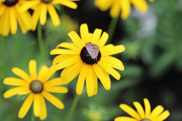 ルドベキアの花に止まるベニシジミ