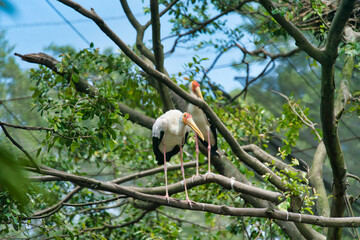 white stork in the tree