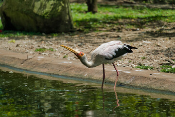 Stork at the pond