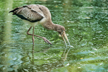 Stork at the pond