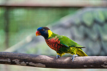 Rainbow lorikeet sitting on the branch