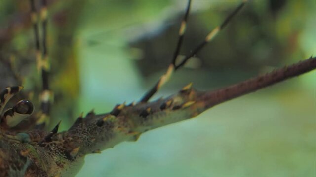 Vdo.Panning Close-up the eyes of Spiny lobster (Palinuridae) in glass fish tank, other names includes angustas, langouste and rock lobsters.