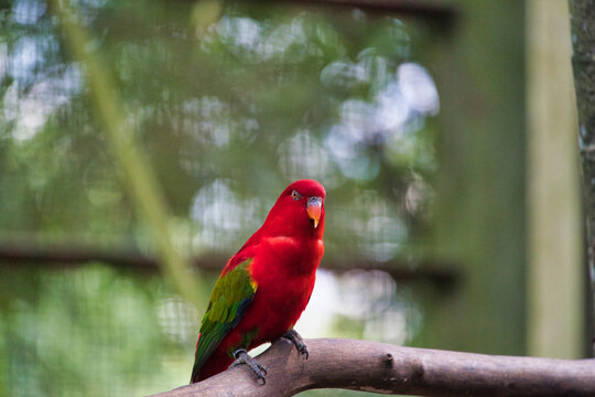 Red Lory sitting on the branch