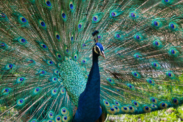 Obraz premium peacock with feathers out