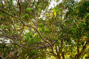 low hanging fruits mango tree