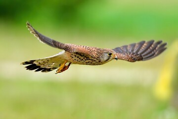 グリーンをバックに飛ぶチョウゲンボウ