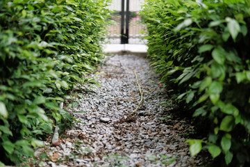 stone path in the garden