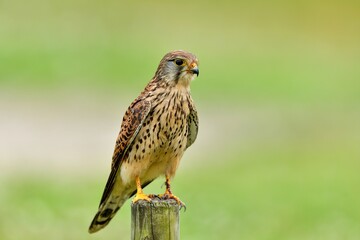 芝をバックにくつろぐチョウゲンボウ