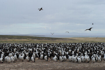 Imperial Shag - Blue Eyed, Phalacrocorax bransfielddansis, black and white cormorant with blue eye...