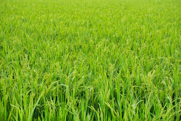 green rice field in the morning