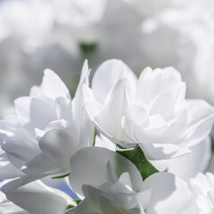 Obraz na płótnie Canvas White terry jasmine flowers in the garden