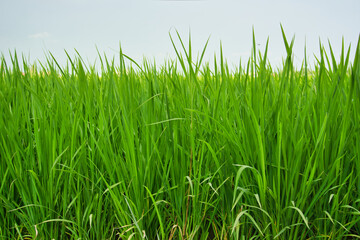 green rice field in the morning