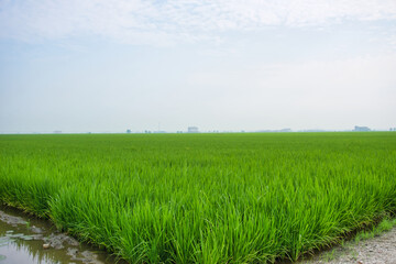 Obraz premium green rice field in the morning
