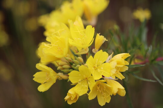 8 件の最適な エノテラ 画像 ストック写真 ベクター Adobe Stock