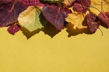 Bright multicolored autumn leaves on a yellow background. Seasonal textures with fall mood. Copy space.