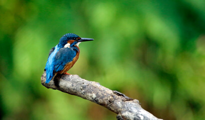 Kingfisher perching, preening and fishing on the river bank