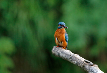 Kingfisher perching, preening and fishing on the river bank