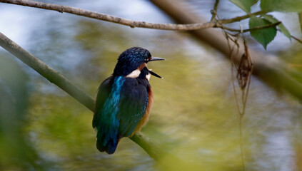 Kingfisher perching, preening and fishing on the river bank