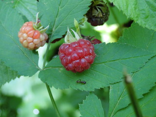 raspberries on the bush