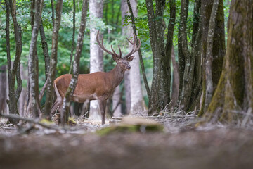 Cerf élaphe en velour en forêt